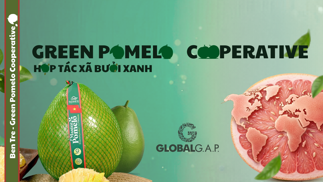 BEN TRE AGRICULTURE COOP OF GREEN POMELO  