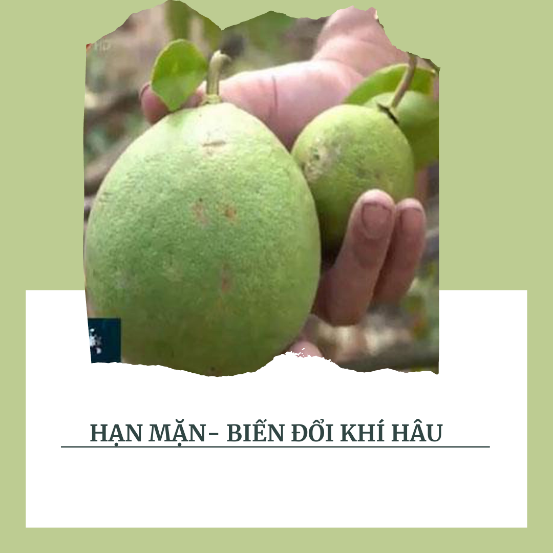 Phòng ngừa hạn mặn tại Bến Tre
